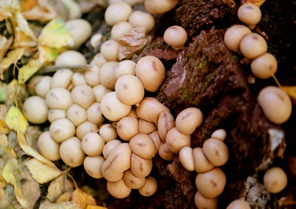 Macro photo d'un tour inhabituel de champignons — Photo