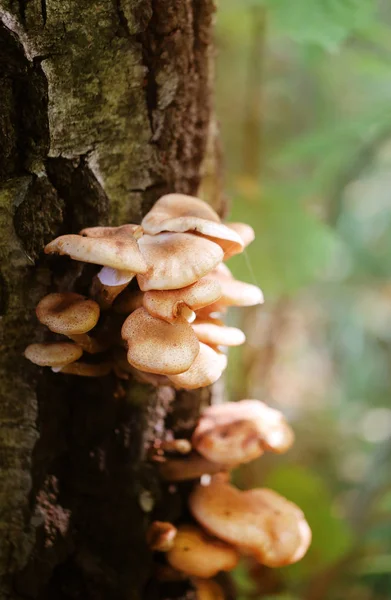 Fotoğraf makro yakın nameko mantar — Stok fotoğraf