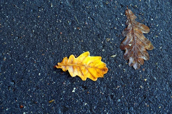 Макро красивая фотография дубового листа — стоковое фото