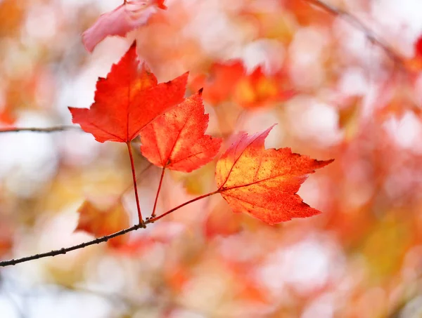 Autumn background photo — Stock Photo, Image