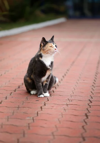 Foto av en vacker sköldpadd katt — Stockfoto