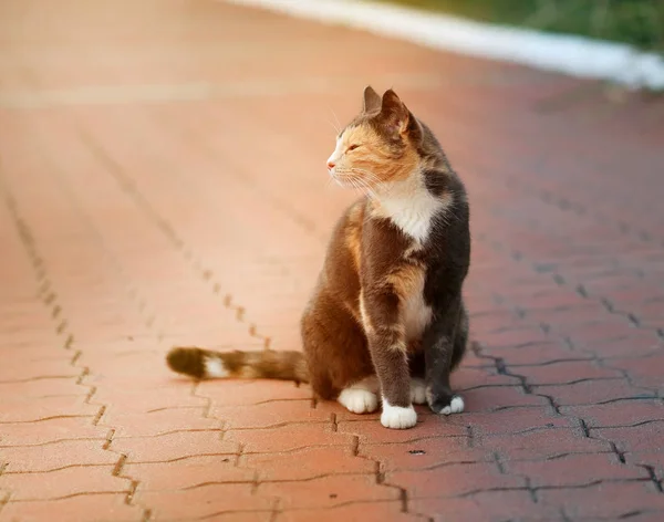 Foto de um belo gato de tartaruga — Fotografia de Stock