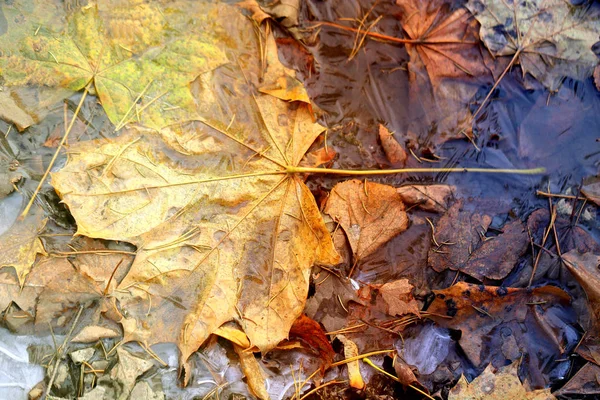 Vivid photo macro maple leaf — Stock Photo, Image