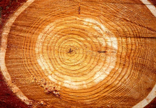 Photo background macro cut of a tree — Stock Photo, Image