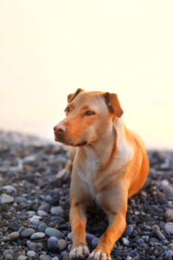 Parlak bir turuncu köpek portre fotoğrafı