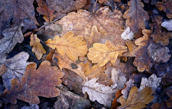 Foto van verschillende mooie Herfstbladeren — Stockfoto