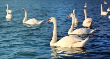 Fotoğraf harika Kuğu