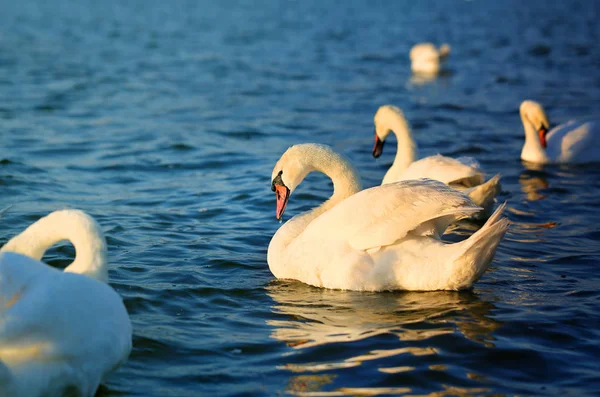 Foto van prachtige zwanen — Stockfoto