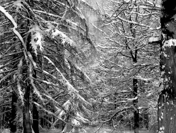 Foto eines wunderbaren Winterwaldes — Stockfoto