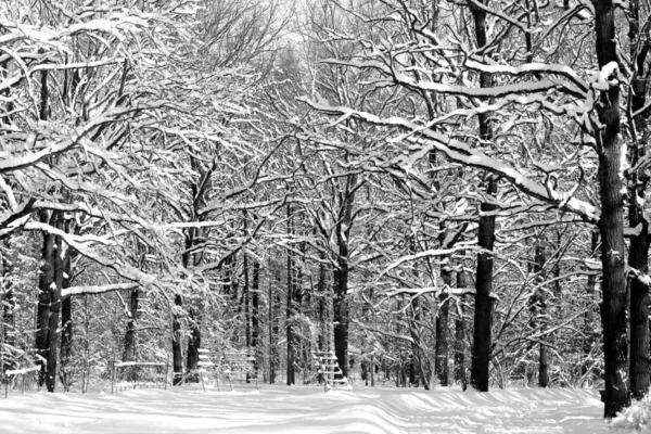 Foto de un bosque maravilloso de invierno — Foto de Stock
