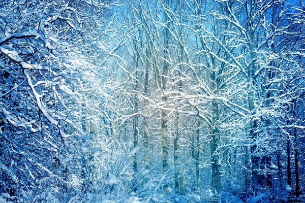 Photo of a winter wonderful forest — Stock Photo, Image