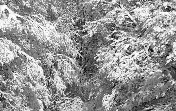 Χειμερινό τοπίο φωτογραφία — Φωτογραφία Αρχείου