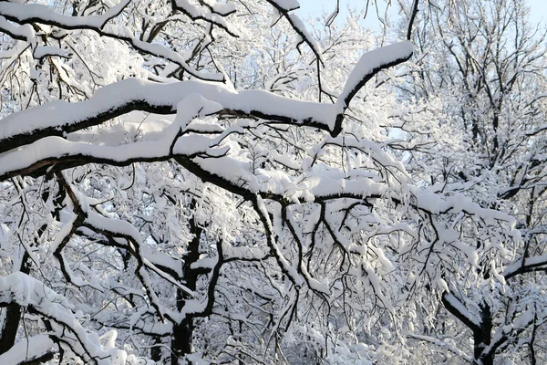 Winter photo landscape — Stock Photo, Image