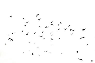 Photo of a large flock of black birds clipart