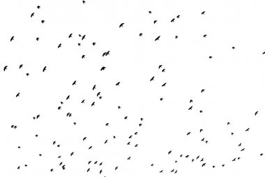 Siyah kuşlar büyük bir sürü fotoğrafı