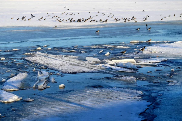 Foto de una bandada de cuervos en los témpanos de hielo de un río —  Fotos de Stock