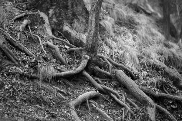 森林中不寻常的树根照片 — 图库照片