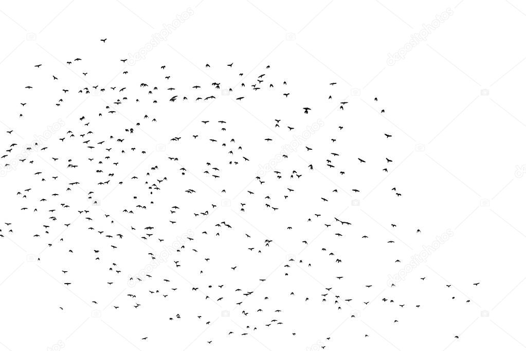 Photo of a large flock of black birds