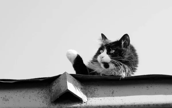 Photo mixed portrait of a cat lying — Stock Photo, Image