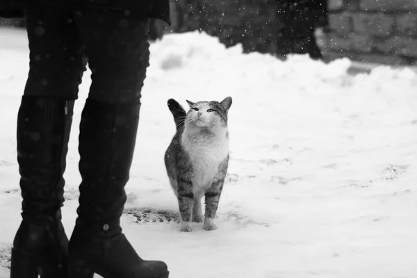 Roliga foto katt ber om mat — Stockfoto