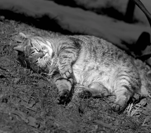 Fénykép vicces kövér macska feküdt a fűben — Stock Fotó