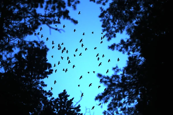 Foto vlucht van een zwerm vogels — Stockfoto