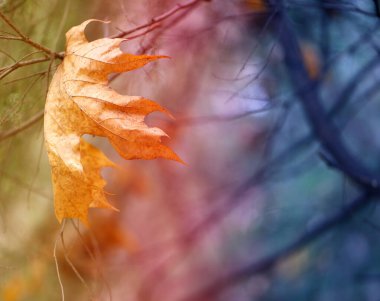 Fotoğraf arkaplan sonbahar akçaağaç yaprağı