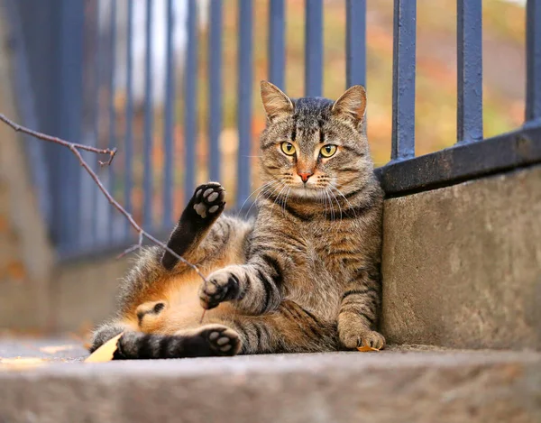 Foto-Porträt der lustigen Raubkatze — Stockfoto