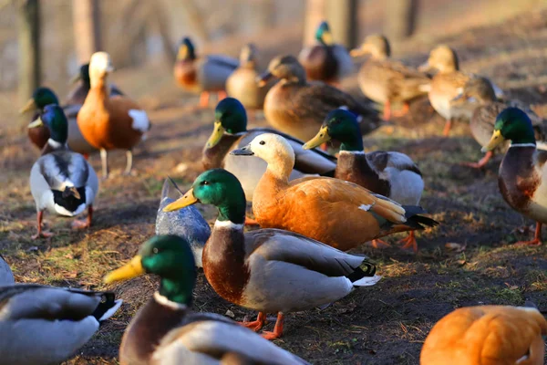 Photo many different ducks in the park — Stock Photo, Image