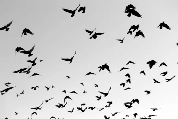 Photo of flying black silhouettes of birds — Stock Photo, Image