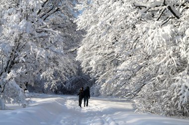 Fotoğraf manzarası güzel kar kaplı park
