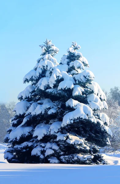 Paisaje fotográfico hermosa nieve cubierto dos árboles de Navidad — Foto de Stock