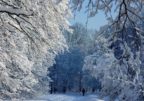 Foto paisaje hermoso parque cubierto de nieve — Foto de Stock