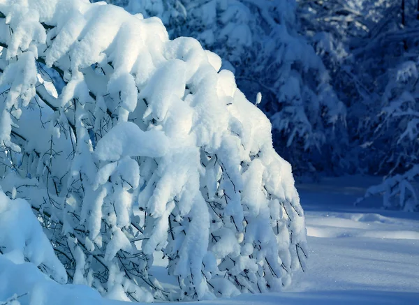 Photo landscape beautiful snow covered park — Stock Photo, Image