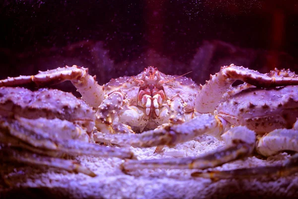 Photo of a large Kamchatka crab