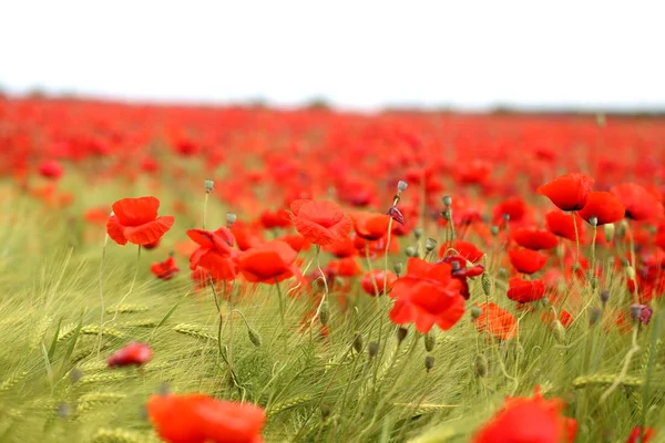 Photo of magnificent red poppies blooming — 스톡 사진