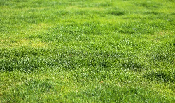 Macro photo of beautiful green grass — Stock Photo, Image