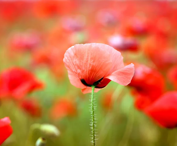 Fénykép csodálatos piros mák virágzik — Stock Fotó