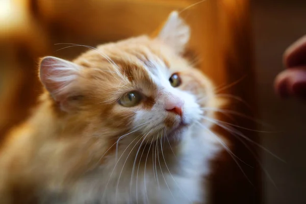 고양이의 밝은 오렌지색 사진 — 스톡 사진