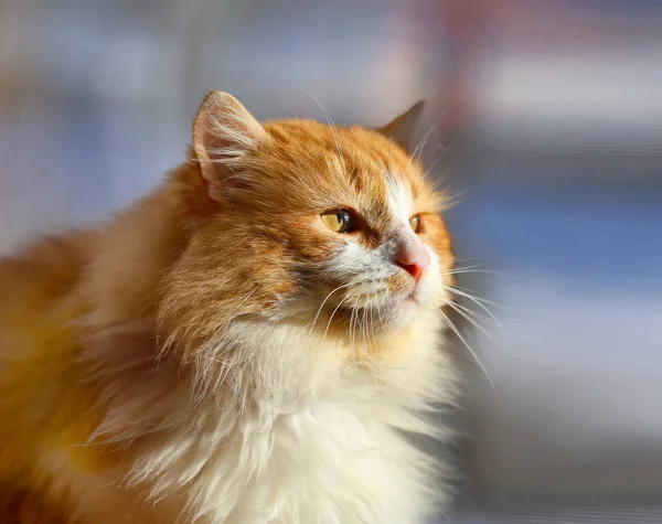 Retrato laranja de foto brilhante de um gato — Fotografia de Stock