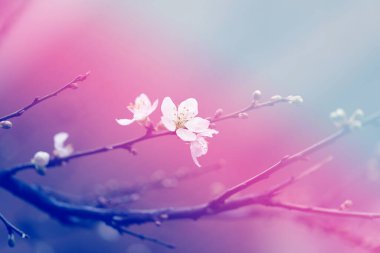 Photo of a spring branch with a retro flower