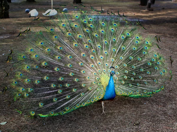 Photo Large Beautiful Peacock Garden — Stock Photo, Image