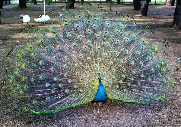 庭の大きな美しい孔雀の写真 — ストック写真