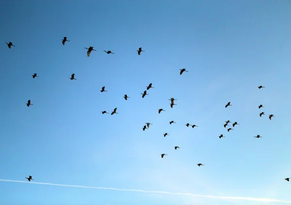 Foto Van Een Prachtige Kudde Reigers Die Naar Het Zuiden — Stockfoto