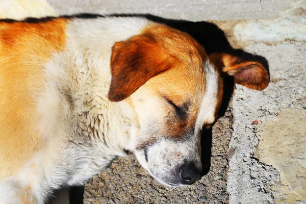 Photo Drôle Chien Moelleux Par Une Journée Ensoleillée — Photo