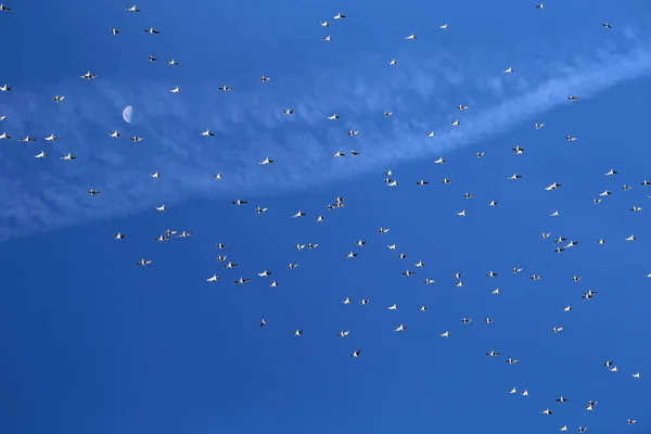 Prachtige Foto Achtergrond Blauwe Lucht Met Een Kudde Van Meeuwen — Stockfoto