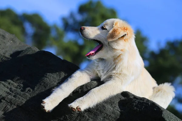 Foto Cachorrinho Branco Bonito Praia Dia Ensolarado — Fotografia de Stock