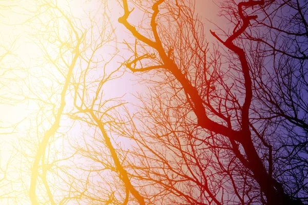 Foto Schöne Bäume Park Abend — Stockfoto