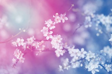 Güneşli bir günde ağaçta güzel beyaz bahar çiçekleri.