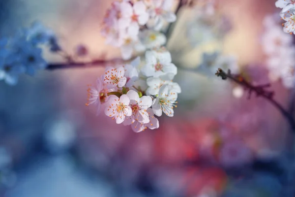 Φωτογραφία Όμορφα Λευκά Λουλούδια Άνοιξη Μια Ηλιόλουστη Μέρα Ένα Δέντρο — Φωτογραφία Αρχείου
